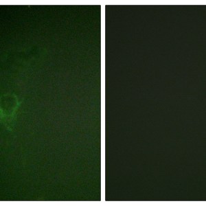 Ah Receptor Polyclonal Antibody