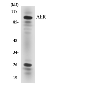 Ah Receptor Polyclonal Antibody - Image 3