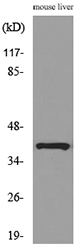 Aldolase C Polyclonal Antibody - Image 5