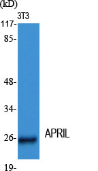 APRIL Polyclonal Antibody - Image 3