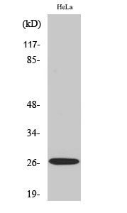 APRIL Polyclonal Antibody - Image 4