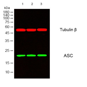 ASC Polyclonal Antibody