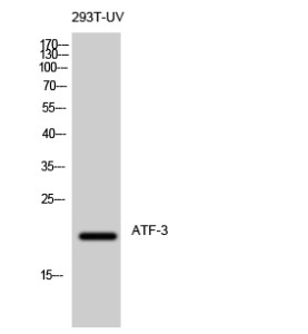 ATF-3 Polyclonal Antibody