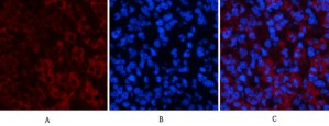 ATG7 Mouse Monoclonal Antibody (3D6)