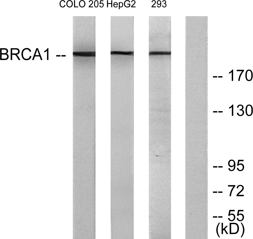 BRCA1 Polyclonal Antibody - Image 3
