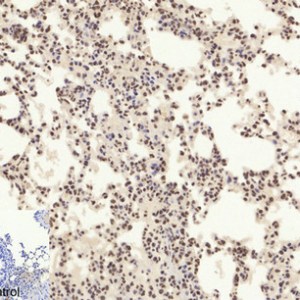 Caspase 3 Polyclonal Antibody