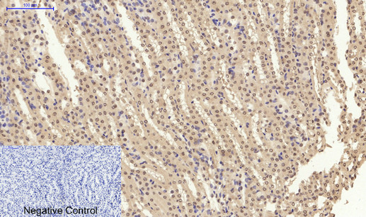 Caspase 3 Polyclonal Antibody - Image 4