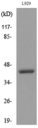 CD116 Polyclonal Antibody