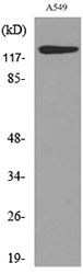CD133 Polyclonal Antibody - Image 5