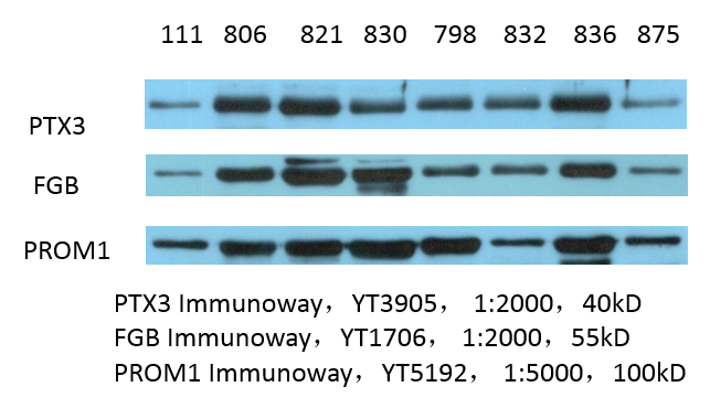 CD133 Polyclonal Antibody - Image 6