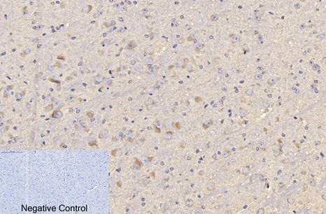 CD4 Monoclonal Antibody (11A1) - Image 3
