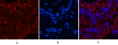 CD4 Monoclonal Antibody (11A1) - Image 5