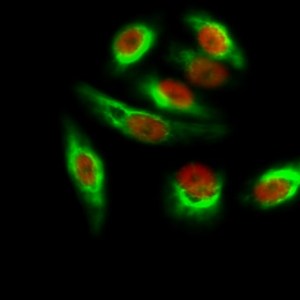 CDX2 Monoclonal Antibody (14H6)