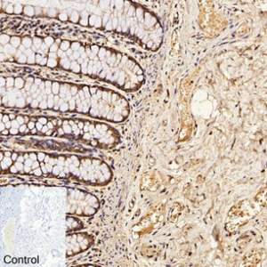 CDX2 Monoclonal Antibody (14H6)