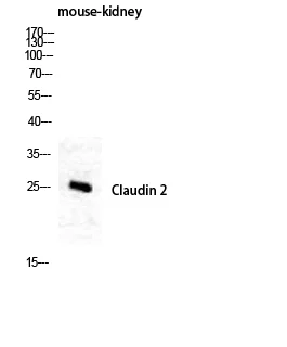 Claudin-2 Mouse Polyclonal Antibody (8H11)