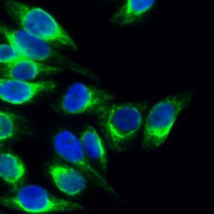 Calregulin Polyclonal Antibody