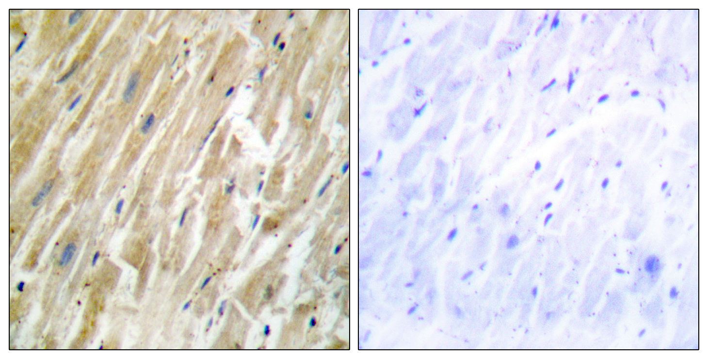 Calregulin Polyclonal Antibody - Image 4
